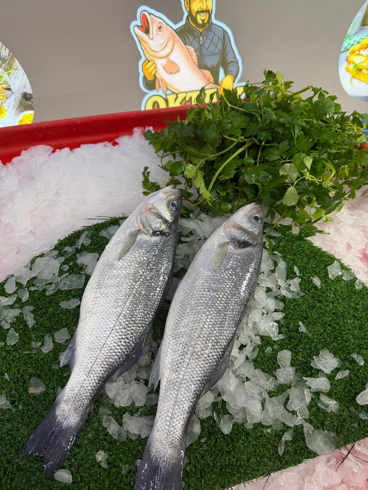 Levrek Balığı (Taze Günlük Av)