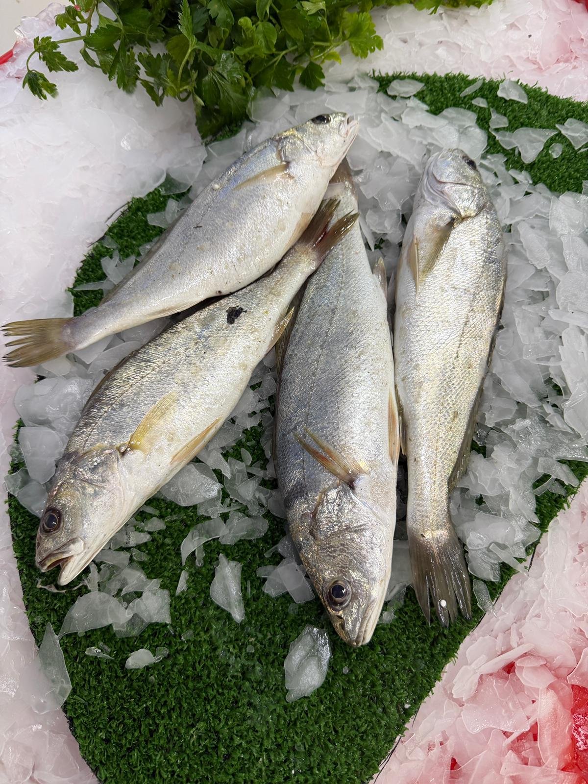 Muskar (Halili) Balığı (Taze Günlük Av)