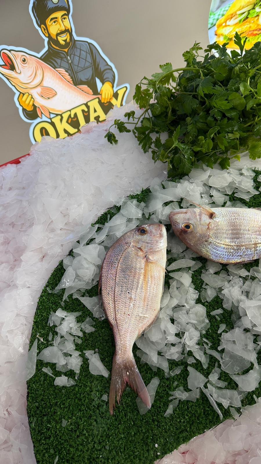 Mercan Balığı (Taze Günlük Av)