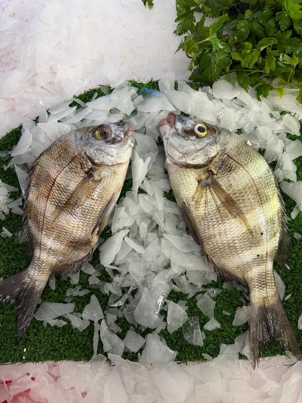 Demirci Balığı (Taze – Günlük Av)