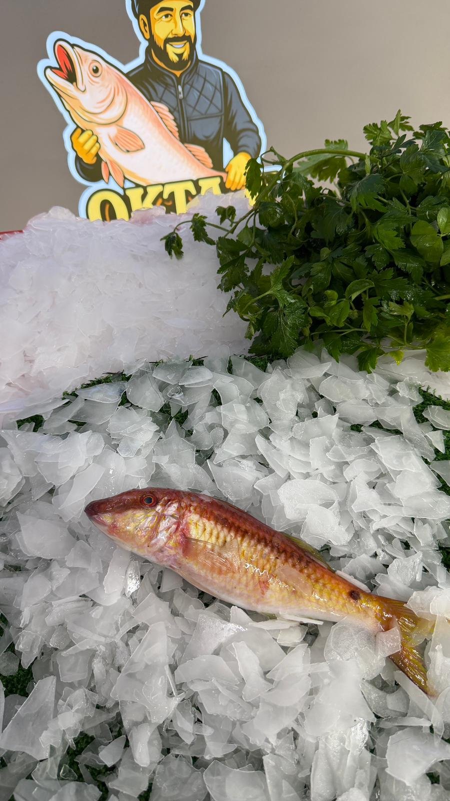 Tekir Barbun (Taze Günlük Av)