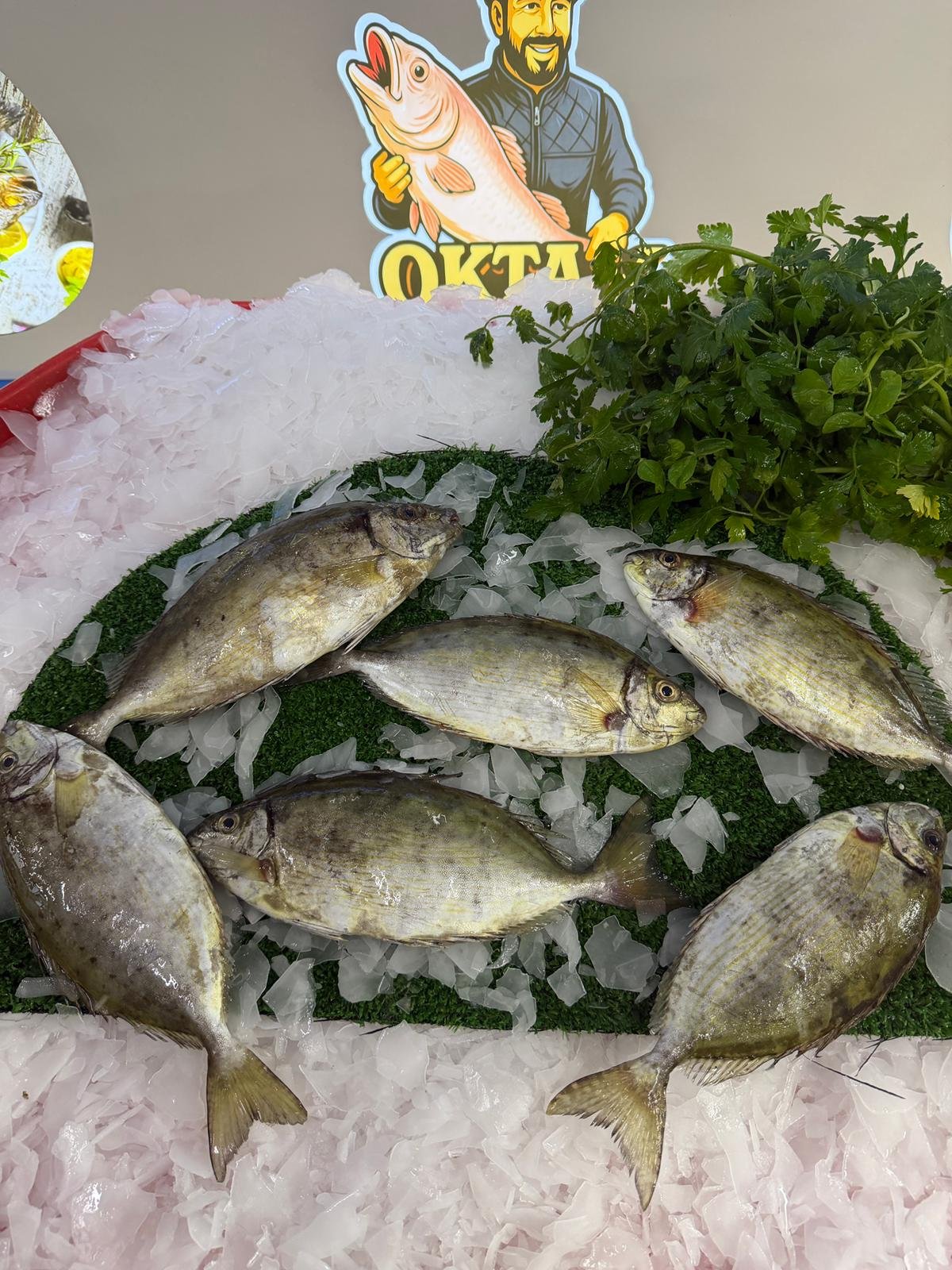 Çırpan Balığı (Taze Günlük Av) 