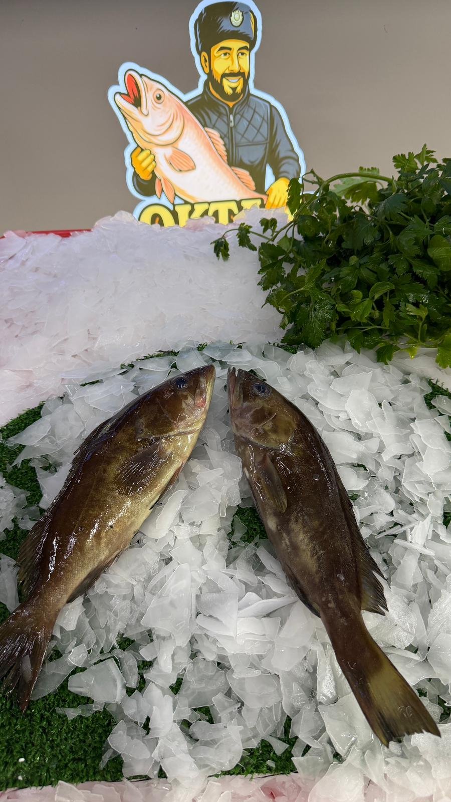 Kaya Balığı (Taze Günlük Av)