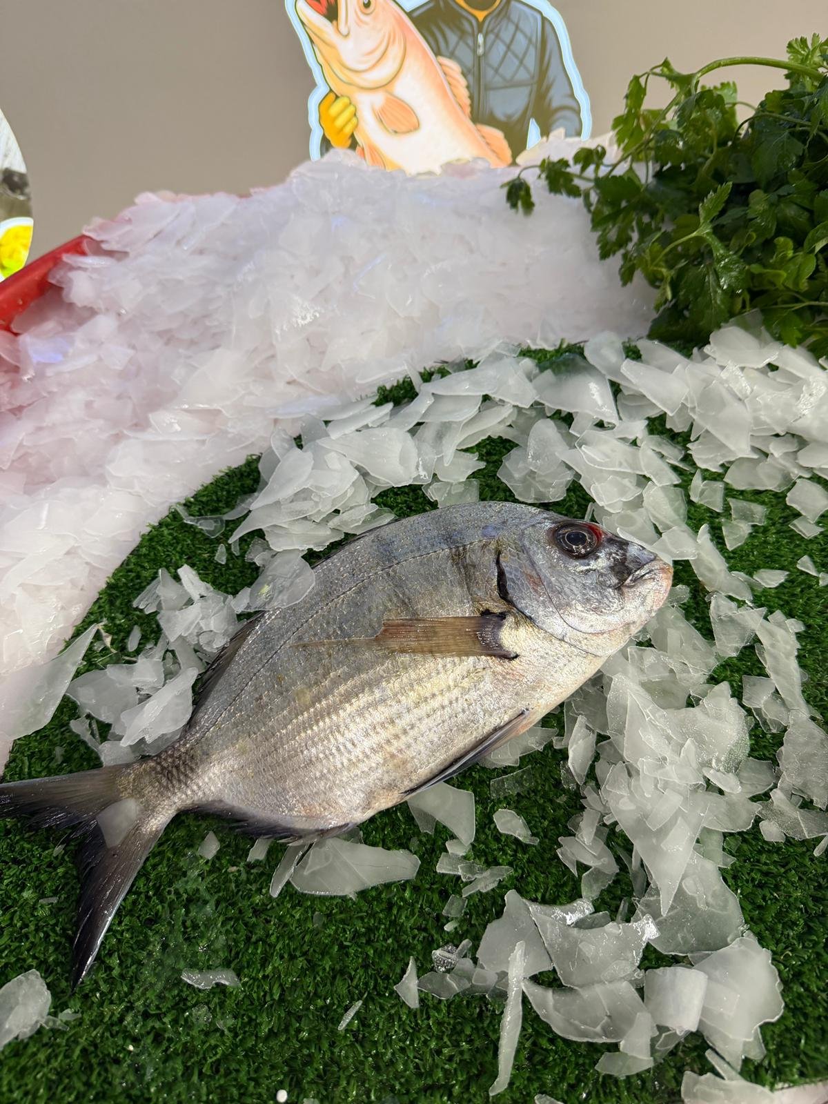 Sargoz Balığı (Taze Günlük Av)