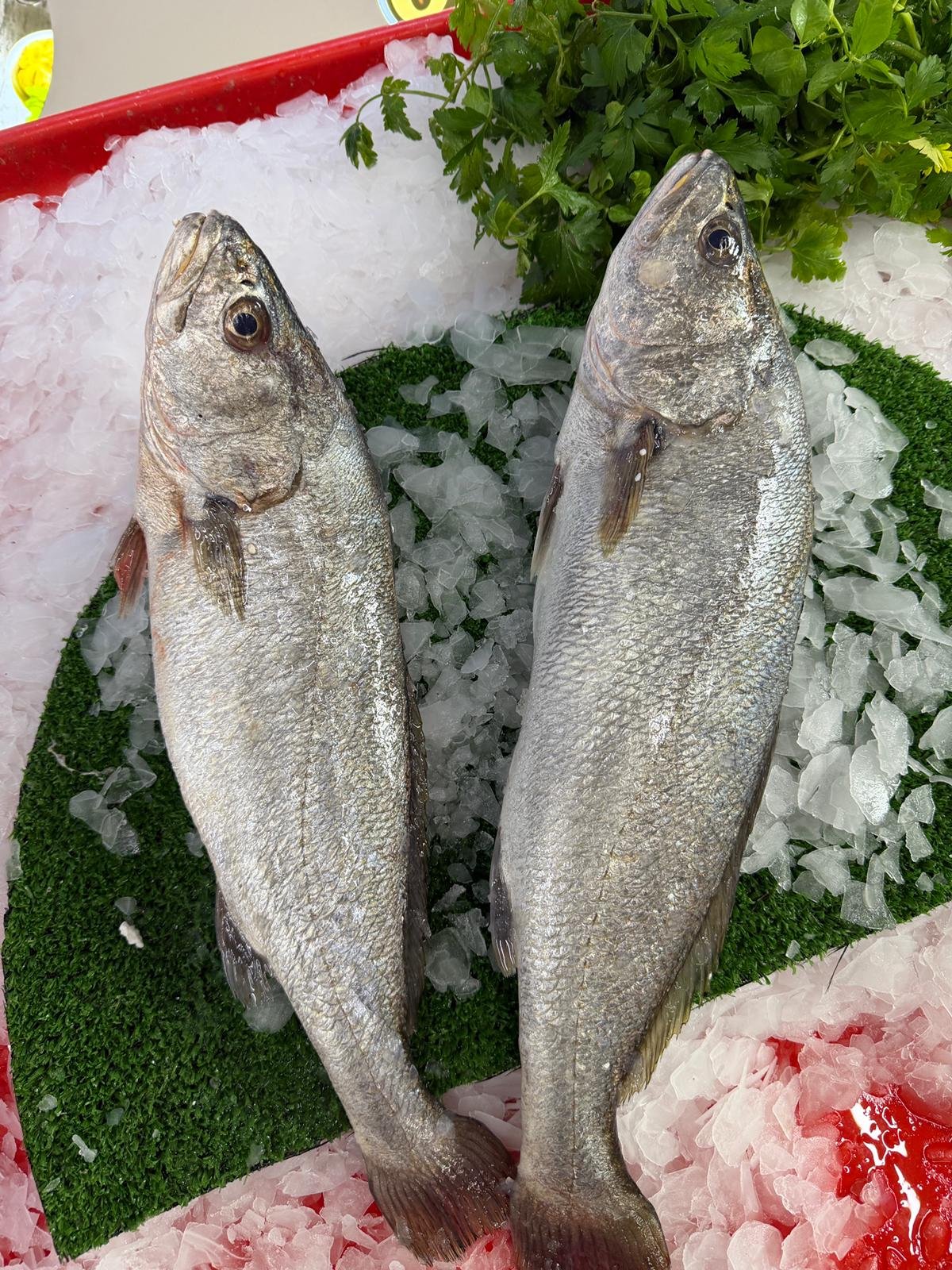 Kaya Levreği (Taze – Günlük Av)